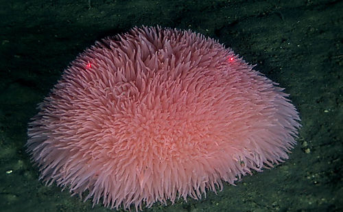 anenome-liponema-brevicornis-bering-sea-2007_small.jpg