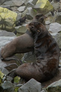Fur seals on St. Paul Island