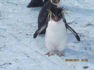 This Northern Rockhopper was covered with oil 6 days prior to this photo and is now rehabilitating at Tristan da Cunha