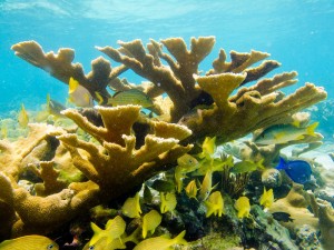 Coral reefs are healthy and abundant in Cuba, like this Elkhorn coral (Acropora palmata) which has declined by 95% in the Caribbean (Photo: David E. Guggenheim)