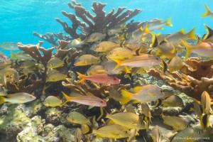 Cuba's healthy coral reefs