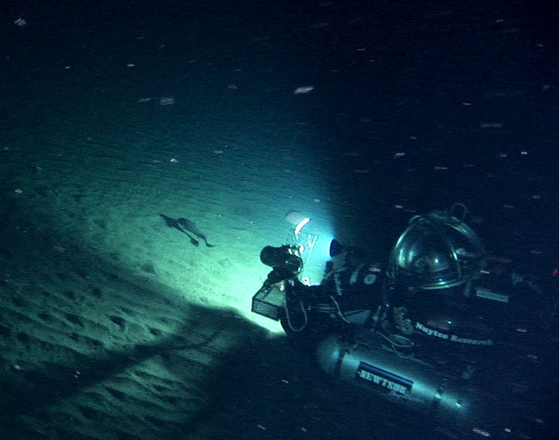 DeepWorker sub films a giant grenadier at 1,900 feet in the Bering sea