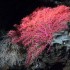 Bering Sea Deep Sea Coral: Swiftia pacifica