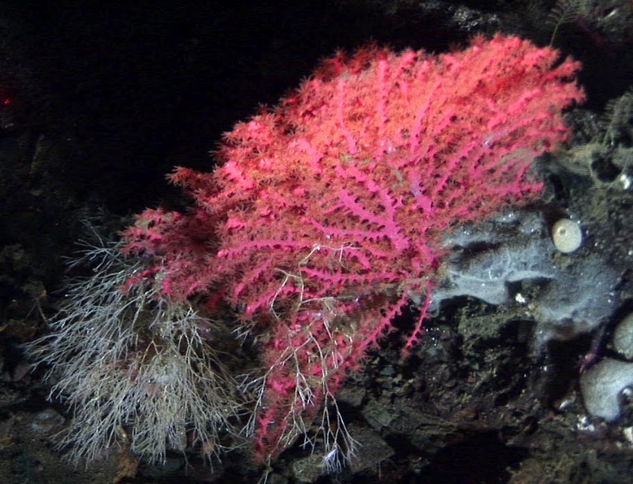 Bering Sea Deep Sea Coral: Swiftia pacifica