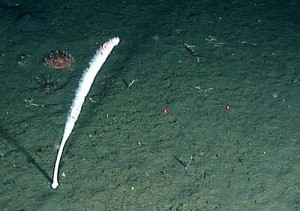Sea whip (Halipteris willemoesi) coral