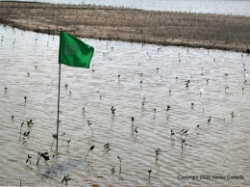 After being on display, mangrove seedlings are then replanted by volunteers