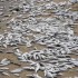 Millions of fish wash up dead on Chesapeake Bay
