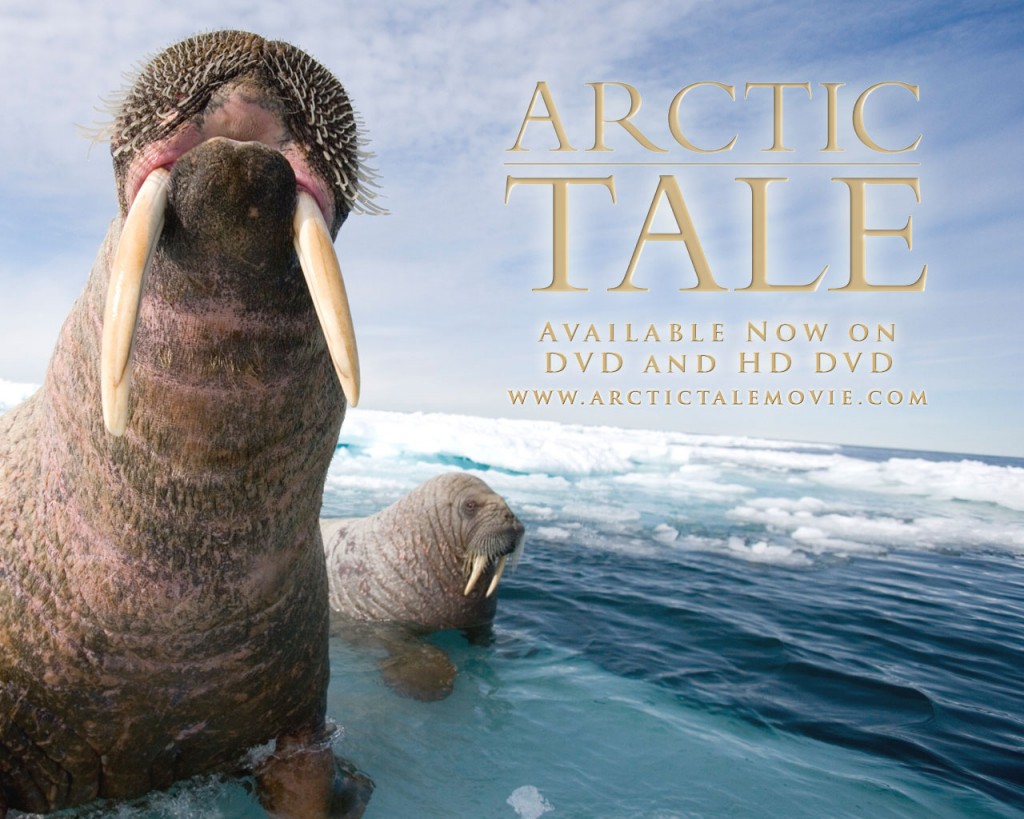 Lights, Camera, Walrus! From Beneath the Ice to the Big Screen | Ocean  Doctor | Ocean Conservation