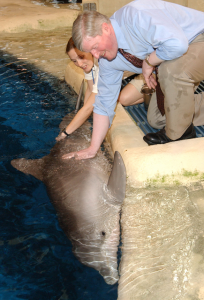 Dr. Strahl with one of the dolphins at the Brookfield Zoo. The Zoo does not capture dolphins from the wild and ensures its dolphins maintain social groups as they do in the wild.