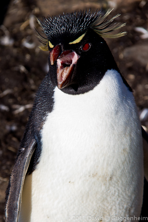 Rockhopper Penguin- Falkand Islands