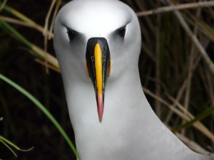 Yellow Nosed Albatross on Nightingale Island (Photo: Trevor Glass, Tristan de Cunha Conservation Department)