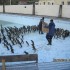 Tristan da Cunha's community swimming pool converted for penguin rehabilitation