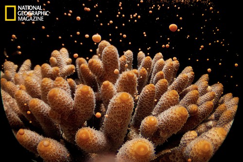 Following a full-moon night or two each year, immobile stony corals like Acropora millepora release egg and sperm bundles simultaneously in an orgy of mass spawning. Fertilized eggs, once they have settled near and far, are the stuff of new colonies. (Photo: David Doubliet/National Geographic)