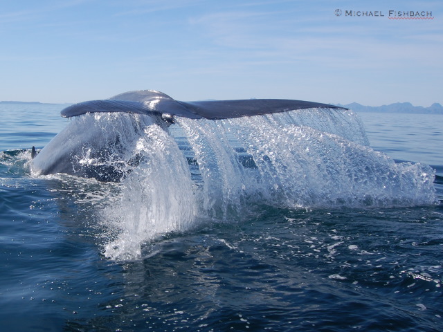A "Blue Whale Waterfall" Photographed by Michael Fishbach, Co-Founder of The Great Whale Conservancy