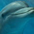 Captive bottlenose dolphin and Ric O'Barry (Photo: David E. Guggenheim)