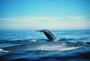 Great Whales Near the Farallones, California Coast (Photo by Dan Shapiro, Courtesy of NOAA)