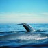 Great Whales Near the Farallones, California Coast (Photo by Dan Shapiro, Courtesy of NOAA)