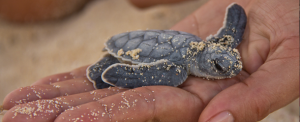 Green sea turtle hatchling in Cuba