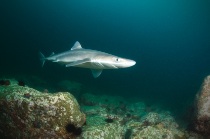 Spiny Dogfish (Squalus acanthus)