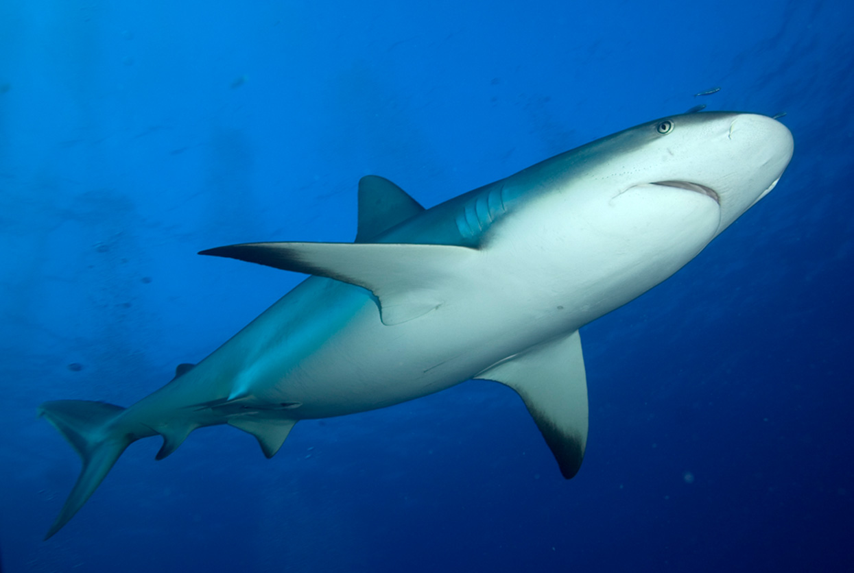 Top predators, including sharks – like this Caribbean reef shark – and grouper are abundant in Gardens of the Queen (Photo © Noel López)