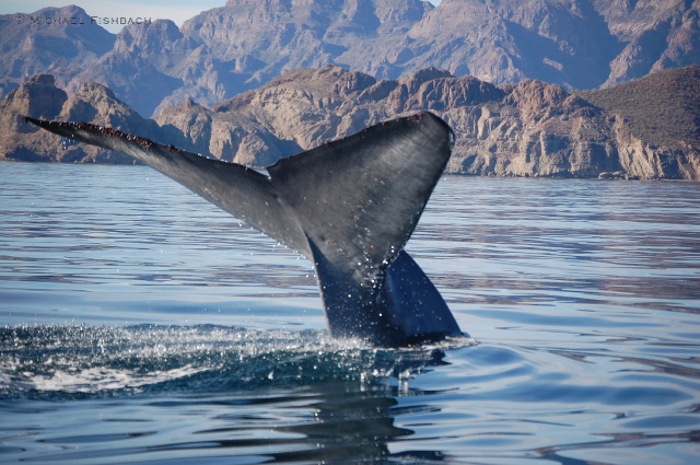 A magnificent Blue Whale fluke (Image courtesy of Michael Fishbach, Great Whale Conservancy)