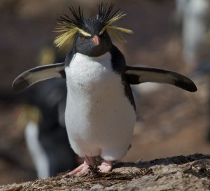 Northern Rockhopper Penguin. (Photo: Brian Gatwicke)