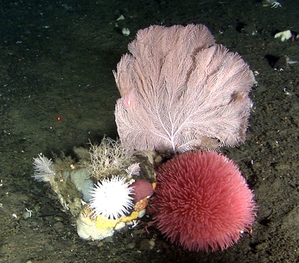 A beautiful cluster of deep-sea coral, byozoans, anenome and other delicate life below 1,000 feet in the Bering Sea's Pribilof Canyon