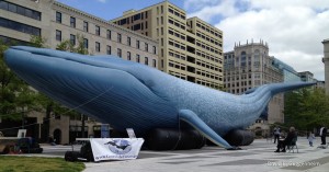 "Mz. Blue," a Life-Sized 90-Foot Inflatable Blue Whale, in Washington, DC's Freedom Plaza in 2013