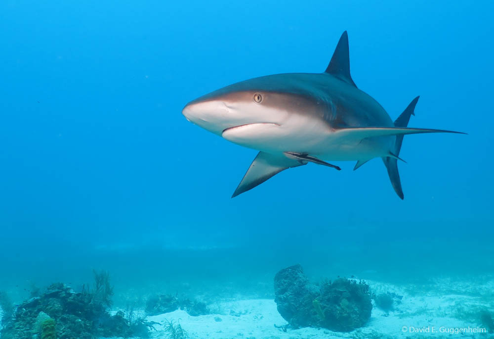 Sharks are abundant and a sign of a healthy ecosystem in Gardens of the Queen (Photo: D. Guggenheim)