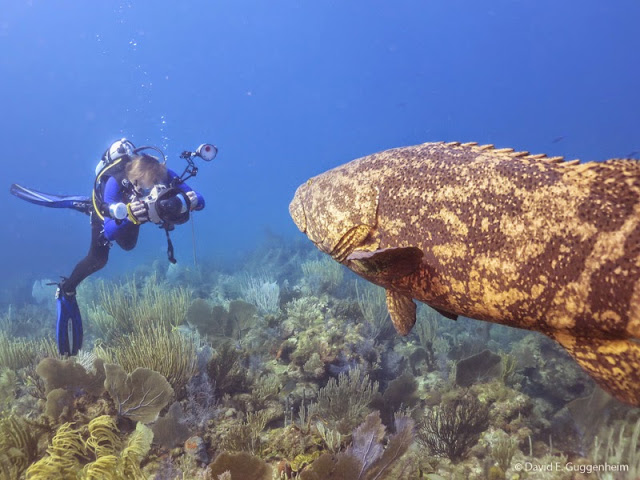 Goliath Grouper and Photographer