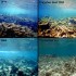 Carysfort Reef 1975 to 2014