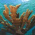 Healthy Stand of Elkhorn Coral in Cuba's Gardens of the Queen