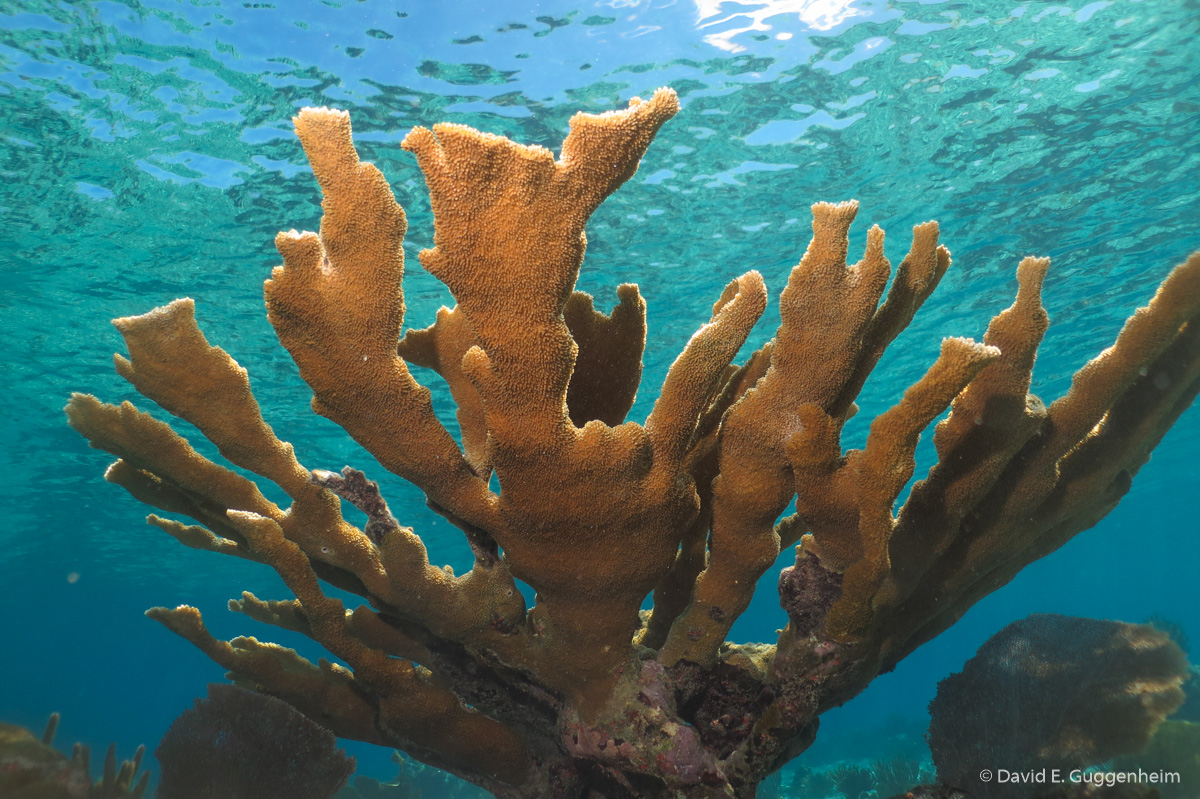 Healthy Stand of Elkhorn Coral in Cuba's Gardens of the Queen