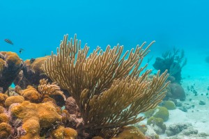 Visitors were able to see healthy corals in Cuba's Bay of Pigs, guided by an expert marine scientists from the University of Havana.