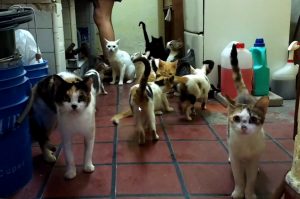 Lis’ home has been overtaken by more than 30 rescued cats and kittens