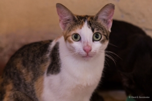 Kitten & Cat Sanctuary in Cuba