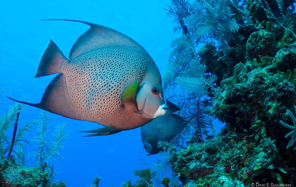 Gray Angelfish in Punta Frances Reserve, Cuba's Isle of Youth