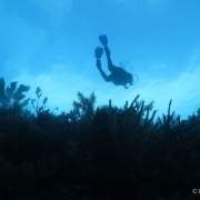 Ocean Doctor diver in Cuba