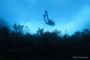Ocean Doctor diver in Cuba