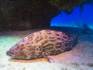 Black grouper off southern Cuba