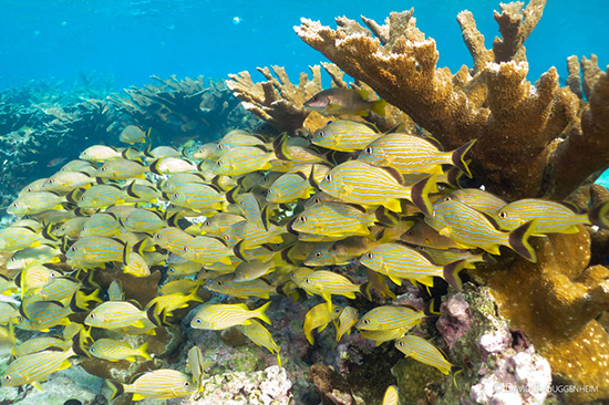 Protecting & Restoring Coral Reefs
