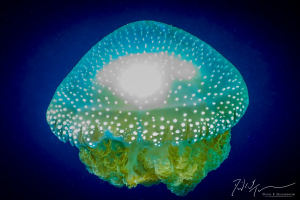 White Spotted Jellyfish