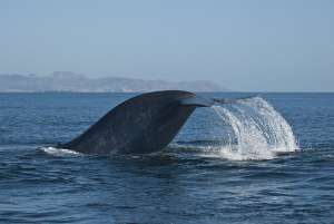 A blue whale - the largest creature to ever inhabit Earth. It is worth millions just for the amount of carbon it sequesters from the atmosphere. (Photo: Craig Hayslip/Oregon State University Marine Mammal Institute)Islands of California.