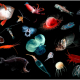 Deep-Sea Midwater Sea Life (Photos by E. Goetze, K. Peijnenburg, D. Perrine, Hawaii Seafood Council (B. Takenaka, J. Kaneko), S. Haddock, J. Drazen, B. Robison, DEEPEND (Danté Fenolio), and MBARI.)