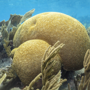 Healthy brain coral in Southern Cuba