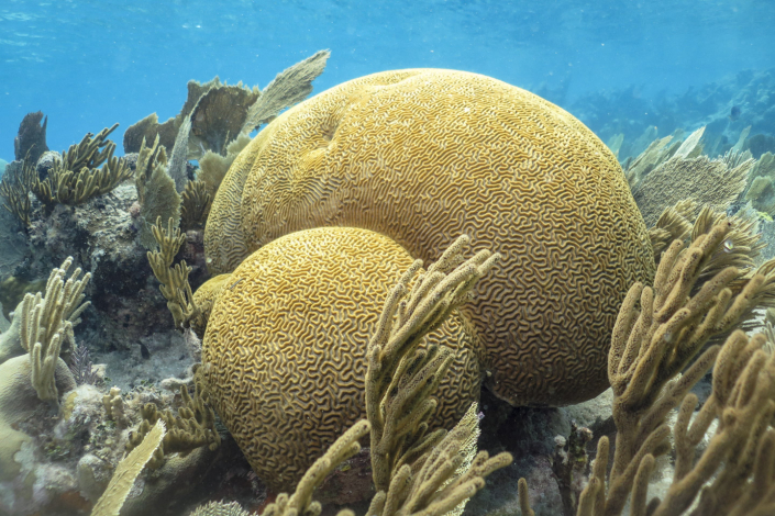 Healthy brain coral in Southern Cuba